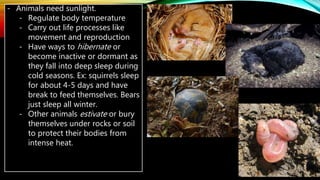 - Animals need sunlight.
- Regulate body temperature
- Carry out life processes like
movement and reproduction
- Have ways to hibernate or
become inactive or dormant as
they fall into deep sleep during
cold seasons. Ex: squirrels sleep
for about 4-5 days and have
break to feed themselves. Bears
just sleep all winter.
- Other animals estivate or bury
themselves under rocks or soil
to protect their bodies from
intense heat.
 