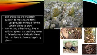 - Soil and rocks are important
support to mosses and ferns
- Soil provides minerals for the
certain plants to grow
- Worms and other insects live in
soil and speeds up breaking down
of fallen leaves and dead animals
into nutrients to be used again by
plants.
 