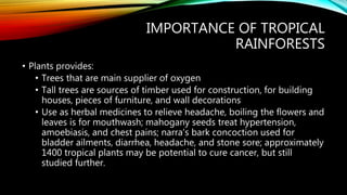 IMPORTANCE OF TROPICAL
RAINFORESTS
• Plants provides:
• Trees that are main supplier of oxygen
• Tall trees are sources of timber used for construction, for building
houses, pieces of furniture, and wall decorations
• Use as herbal medicines to relieve headache, boiling the flowers and
leaves is for mouthwash; mahogany seeds treat hypertension,
amoebiasis, and chest pains; narra’s bark concoction used for
bladder ailments, diarrhea, headache, and stone sore; approximately
1400 tropical plants may be potential to cure cancer, but still
studied further.
 