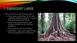 • Trees found are spaced wide apart.
• They grow to as tall as 72 m, with
umbrella-shaped canopies – covers
that grow above the forest.
• have small pointed leaves and
straight smooth trunks with few
branches.
• Root systems are very shallow.
• Buttresses – big roots support these
trees by spreading to a distance.
 