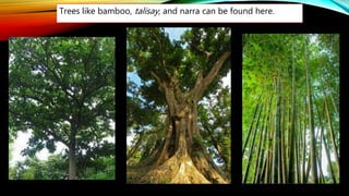 Trees like bamboo, talisay, and narra can be found here.
 