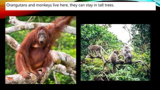 Orangutans and monkeys live here, they can stay in tall trees.
 