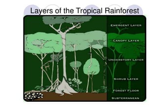 Tropical Rainforests | PDF