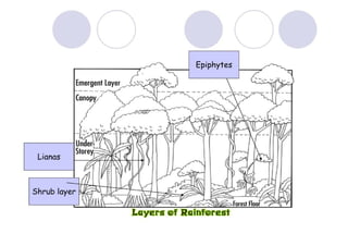 Tropical Rainforests | PDF