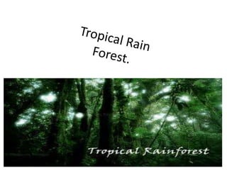 Tropical RainForest. 