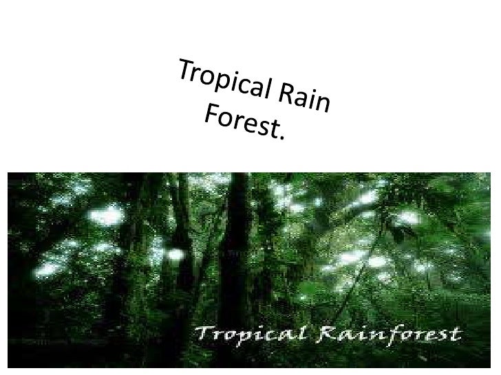 Tropical rain forest science 10