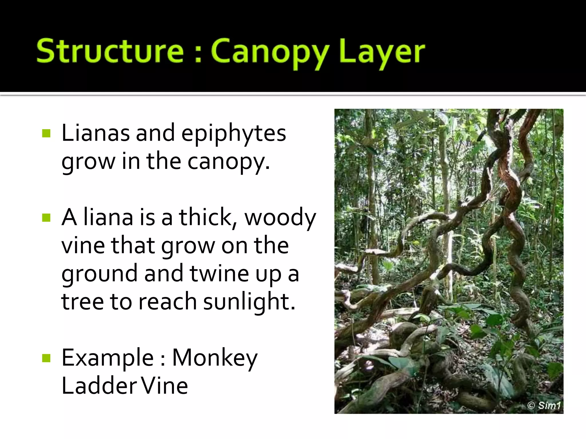  Lianas and epiphytes
grow in the canopy.
 A liana is a thick, woody
vine that grow on the
ground and twine up a
tree to reach sunlight.
 Example : Monkey
LadderVine
 