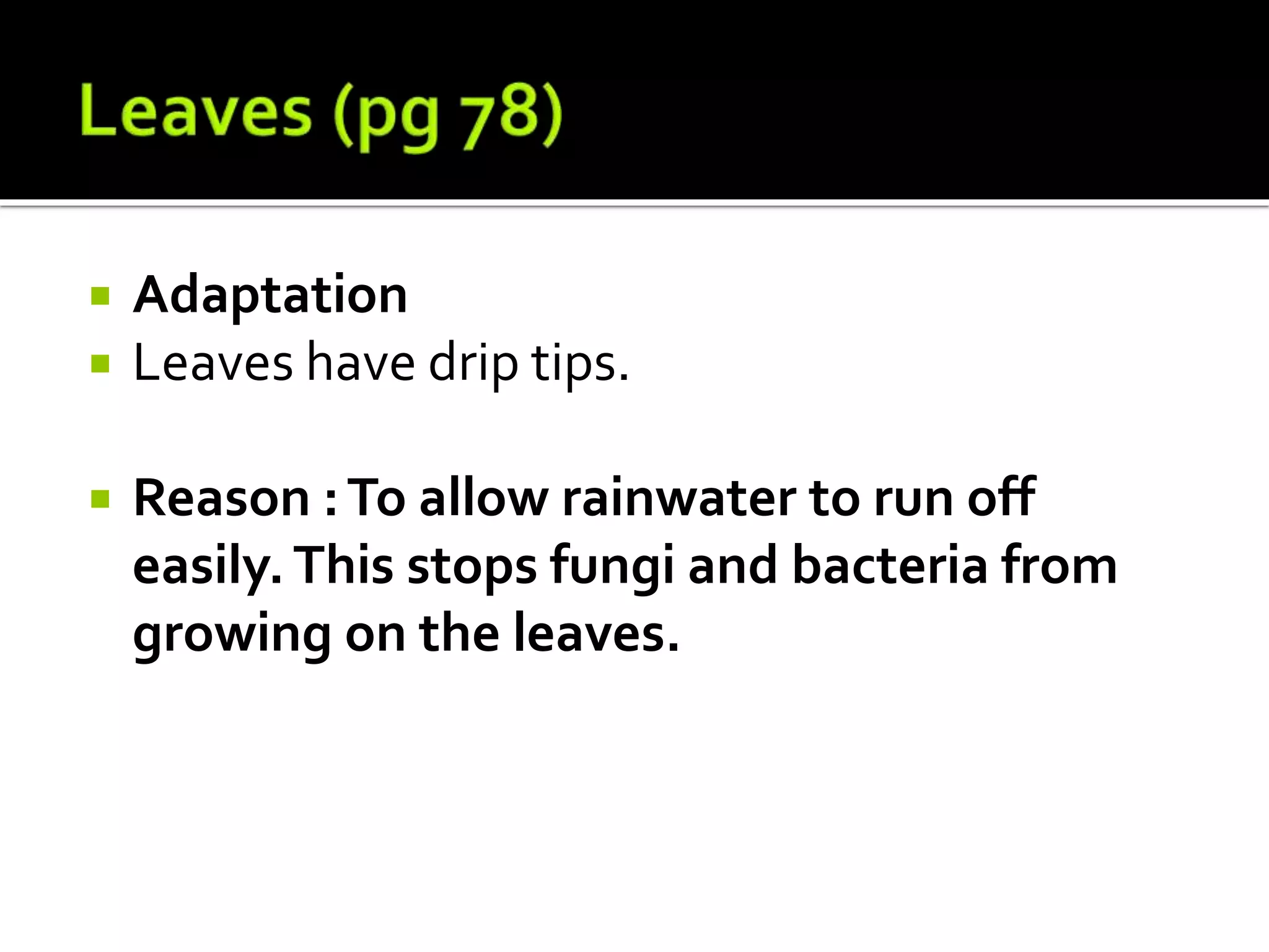  Adaptation
 Leaves have drip tips.
 Reason :To allow rainwater to run off
easily.This stops fungi and bacteria from
growing on the leaves.
 