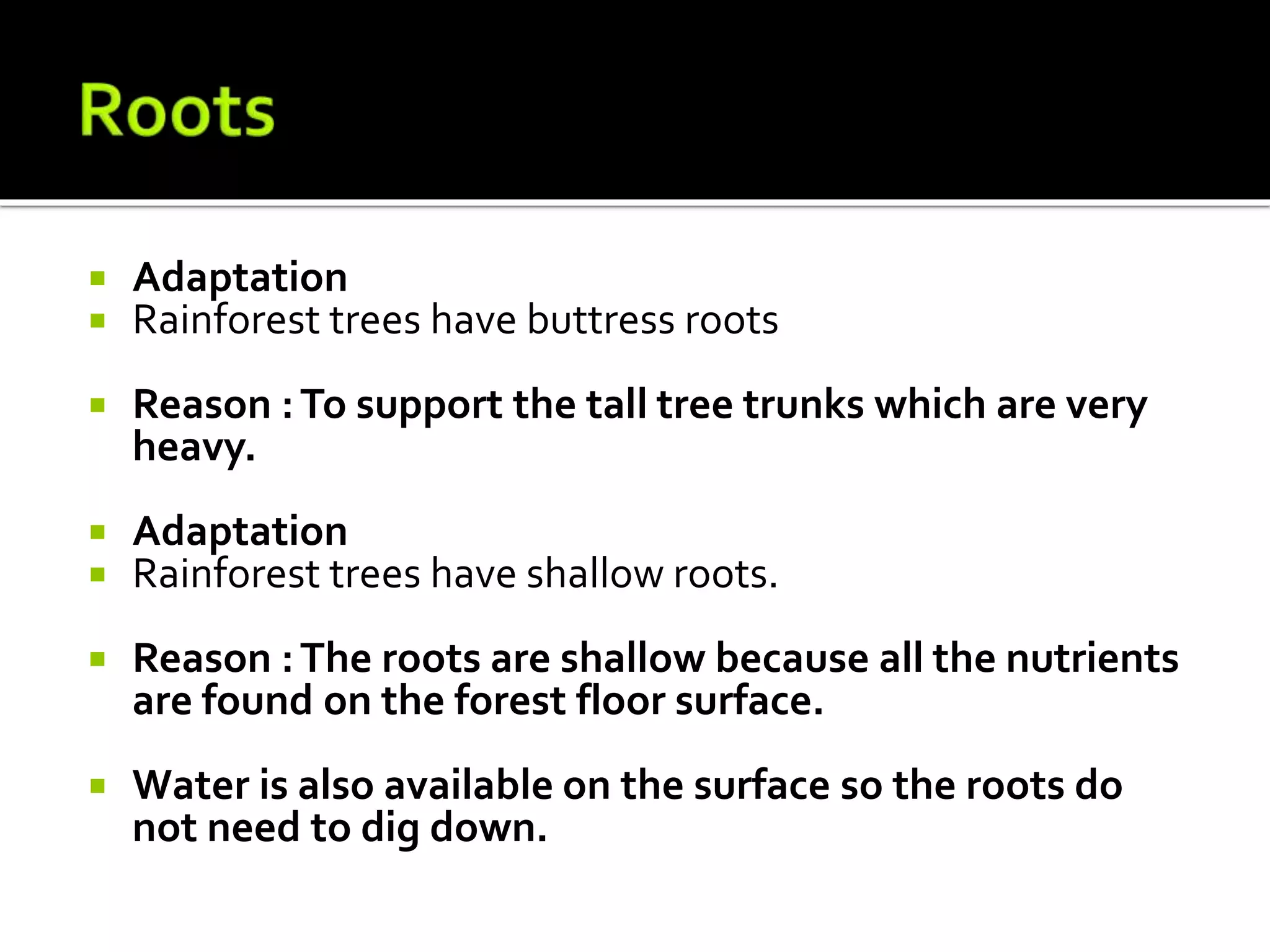  Adaptation
 Rainforest trees have buttress roots
 Reason :To support the tall tree trunks which are very
heavy.
 Adaptation
 Rainforest trees have shallow roots.
 Reason :The roots are shallow because all the nutrients
are found on the forest floor surface.
 Water is also available on the surface so the roots do
not need to dig down.
 