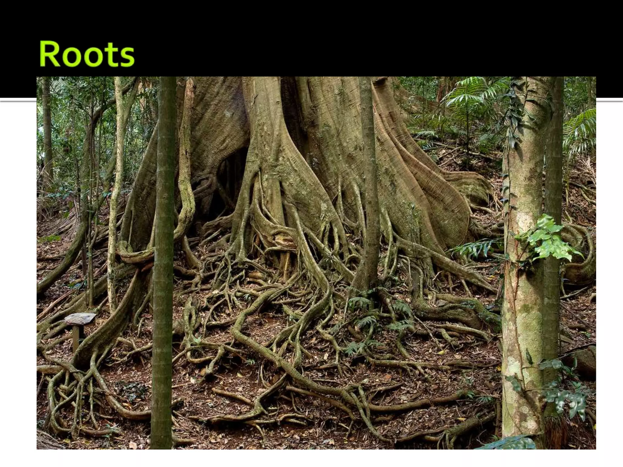 Tropical rainforests structure and adaptation