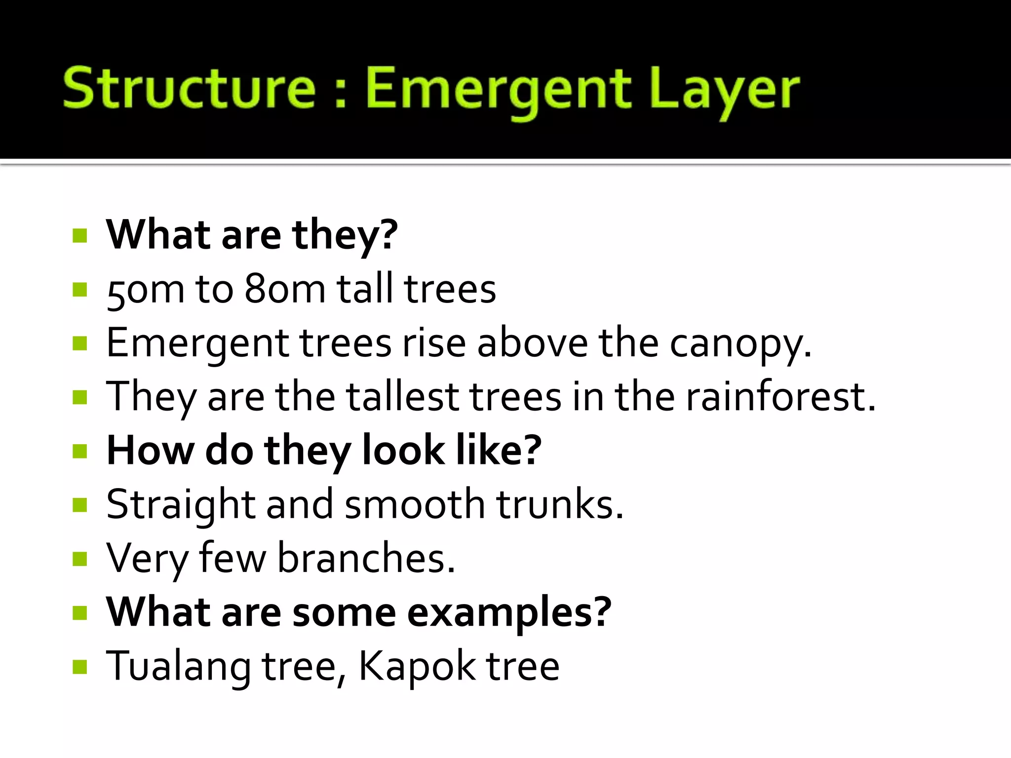  What are they?
 50m to 80m tall trees
 Emergent trees rise above the canopy.
 They are the tallest trees in the rainforest.
 How do they look like?
 Straight and smooth trunks.
 Very few branches.
 What are some examples?
 Tualang tree, Kapok tree
 