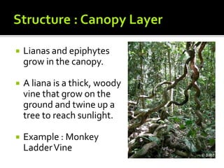  Lianas and epiphytes
grow in the canopy.
 A liana is a thick, woody
vine that grow on the
ground and twine up a
tree to reach sunlight.
 Example : Monkey
LadderVine
 