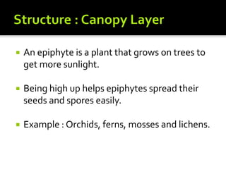  An epiphyte is a plant that grows on trees to
get more sunlight.
 Being high up helps epiphytes spread their
seeds and spores easily.
 Example : Orchids, ferns, mosses and lichens.
 