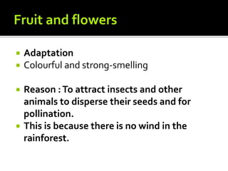  Adaptation
 Colourful and strong-smelling
 Reason :To attract insects and other
animals to disperse their seeds and for
pollination.
 This is because there is no wind in the
rainforest.
 