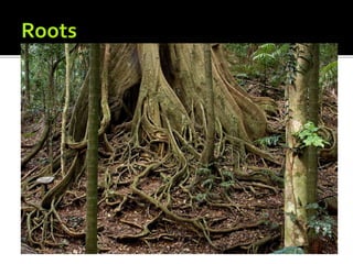 Tropical rainforests structure and adaptation