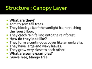  What are they?
 20m to 30m tall trees
 They block 90% of the sunlight from reaching
the forest floor.
 They catch rain falling onto the rainforest.
 How do they look like?
 They form a continuous cover like an umbrella.
 They have large and waxy leaves.
 They grow very close to each other.
 What are some examples?
 GuavaTree, MangoTree
 