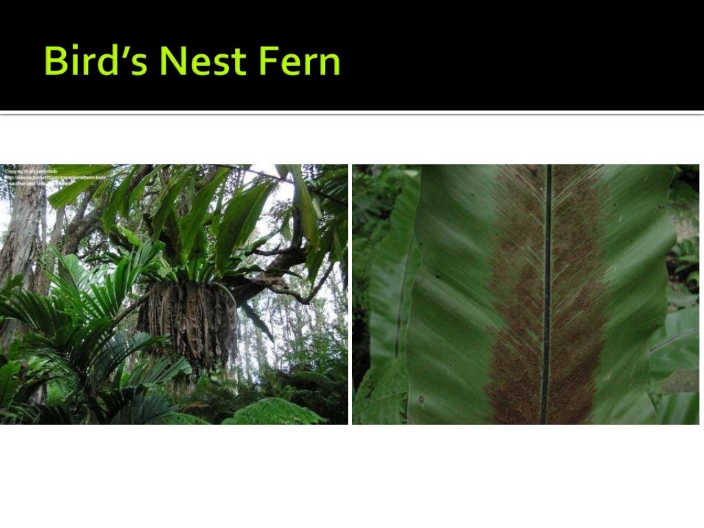 Tropical rainforest plants adaptations to environment