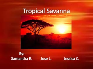 Tropical Savanna By: Samantha R. Jose L. Jessica C. 