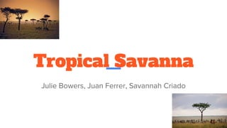 Tropical Savanna
Julie Bowers, Juan Ferrer, Savannah Criado
 