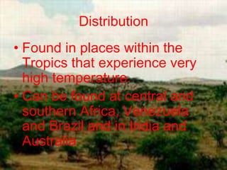 Distribution
• Found in places within the
  Tropics that experience very
  high temperature.
• Can be found at central and
  southern Africa, Venezuela
  and Brazil and in India and
  Australia
 