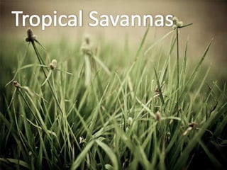 Tropical savannas