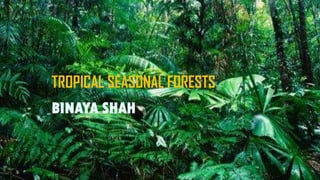 TROPICAL SEASONAL FORESTS
BINAYA SHAH

 
