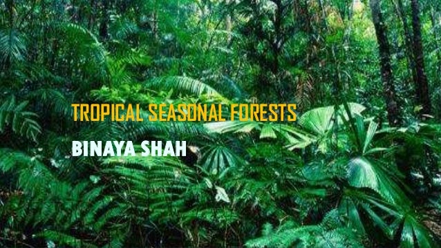 tropical seasonal forest