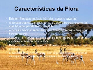 Características da Flora
• Existem florestas tropicais húmidas, secas e savanas.
• A floresta tropical e menos densa do que a floresta equatorial
mas há uma grande biodiversidade.
• A floresta tropical seca tem 6 ou 9 meses secos e tem uma
floresta aberta.
• Quando a secura é elevada podem aparecer algumas
espécies e desaparecer outras.
• Pela existência de água a floresta torna-se densa em
arvoredo.
• É constituída por ervas altas, com algumas árvores dispersas
de copa larga e vegetação arbustiva e herbácea seca.
 