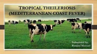 TROPICAL THEILERIOSIS
(MEDITERRANEAN COAST FEVER)
Submitted by,
Ranjini Manuel
 