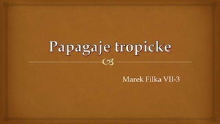 Marek Filka VII-3
 