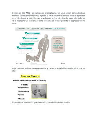 El virus es tipo ARN - se replican en el citoplasma, los virus entran por endocitosis
mediada por la glicoproteína g, ingresa el virus a nuestras células y van a replicarse
en el citoplasma y este virus va a replicarse en los miocitos del lugar infectado, se
va a incorporar al lisosoma y este lisosoma es lo que permite la degradación del
virus
Viaja hasta el sistema nervioso central y causa la encefalitis característica que es
letal
El periodo de incubación guarda relación con el sitio de inoculación
 