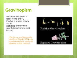 Gravitropism
Movement of plants in
response to gravity
Positive is toward gravity
(roots)
Negative is away from
gravity (shoot: stems and
leaves)


  http://www.youtube.com/w
  atch?v=mYZXax8V_L0&featu
  re=related&safety_mode=tru
  e&persist_safety_mode=1
 