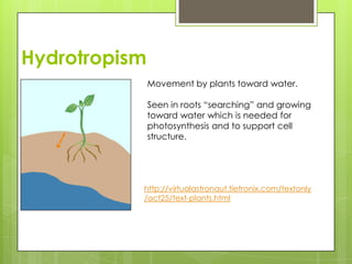 Hydrotropism
               Movement by plants toward water.

               Seen in roots “searching” and growing
               toward water which is needed for
               photosynthesis and to support cell
               structure.




           http://virtualastronaut.tietronix.com/textonly
           /act25/text-plants.html
 