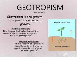 Tropism of plants 🪴 physiology presentation | PPT