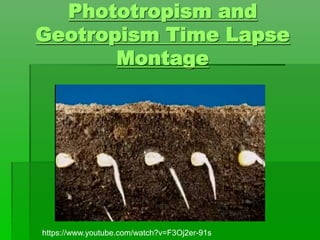 Phototropism and
Geotropism Time Lapse
Montage
https://www.youtube.com/watch?v=F3Oj2er-91s
 