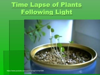 Time Lapse of Plants
Following Light
https://www.youtube.com/watch?v=wjZ1UYwrO8A
 