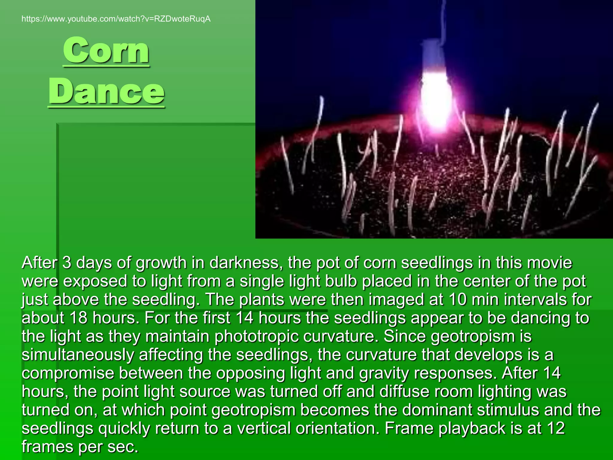 Corn
Dance
After 3 days of growth in darkness, the pot of corn seedlings in this movie
were exposed to light from a single light bulb placed in the center of the pot
just above the seedling. The plants were then imaged at 10 min intervals for
about 18 hours. For the first 14 hours the seedlings appear to be dancing to
the light as they maintain phototropic curvature. Since geotropism is
simultaneously affecting the seedlings, the curvature that develops is a
compromise between the opposing light and gravity responses. After 14
hours, the point light source was turned off and diffuse room lighting was
turned on, at which point geotropism becomes the dominant stimulus and the
seedlings quickly return to a vertical orientation. Frame playback is at 12
frames per sec.
https://www.youtube.com/watch?v=RZDwoteRuqA
 