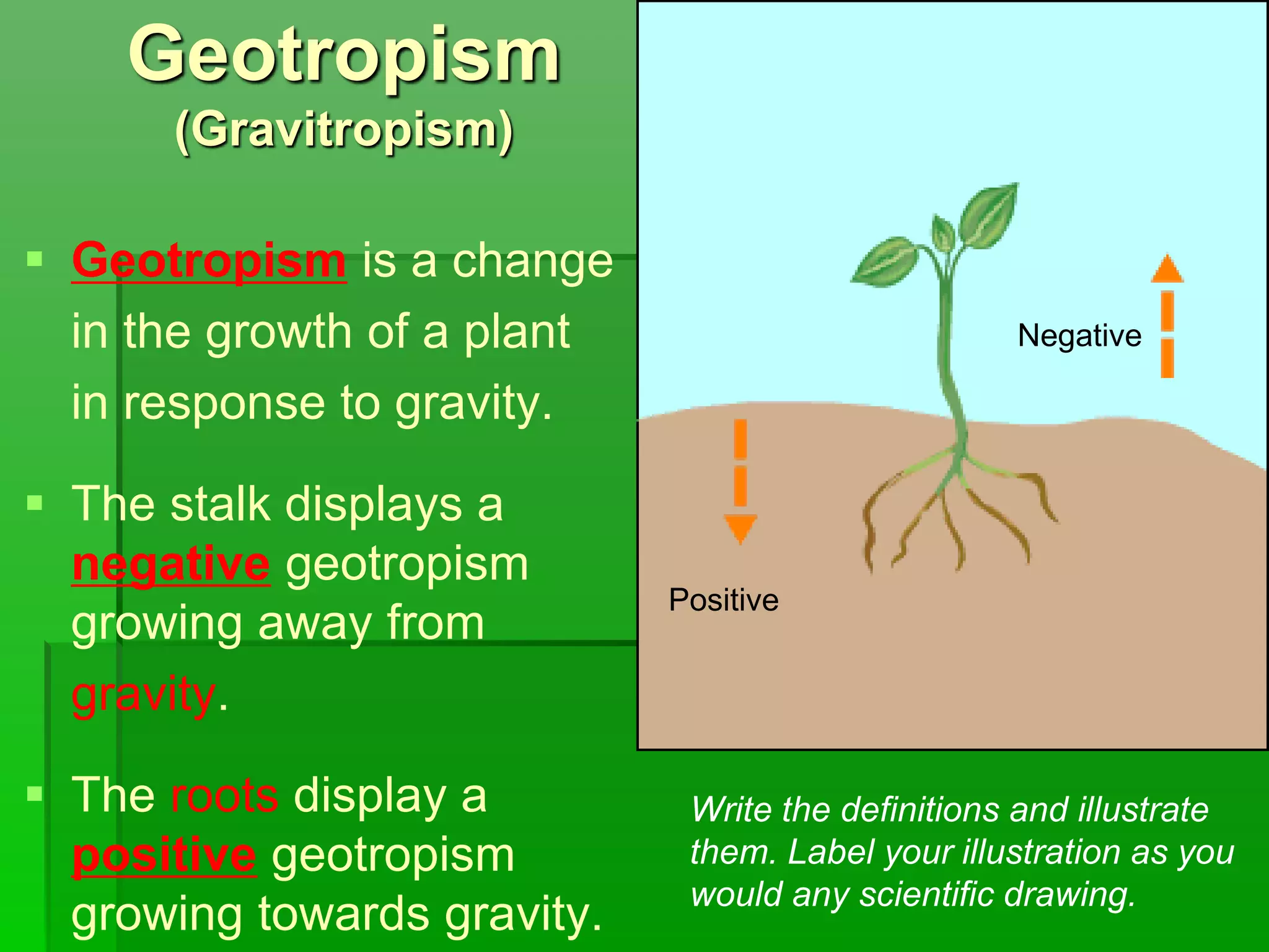 Geotropism
(Gravitropism)
 Geotropism is a change
in the growth of a plant
in response to gravity.
 The stalk displays a
negative geotropism
growing away from
gravity.
 The roots display a
positive geotropism
growing towards gravity.
Negative
Positive
Write the definitions and illustrate
them. Label your illustration as you
would any scientific drawing.
 