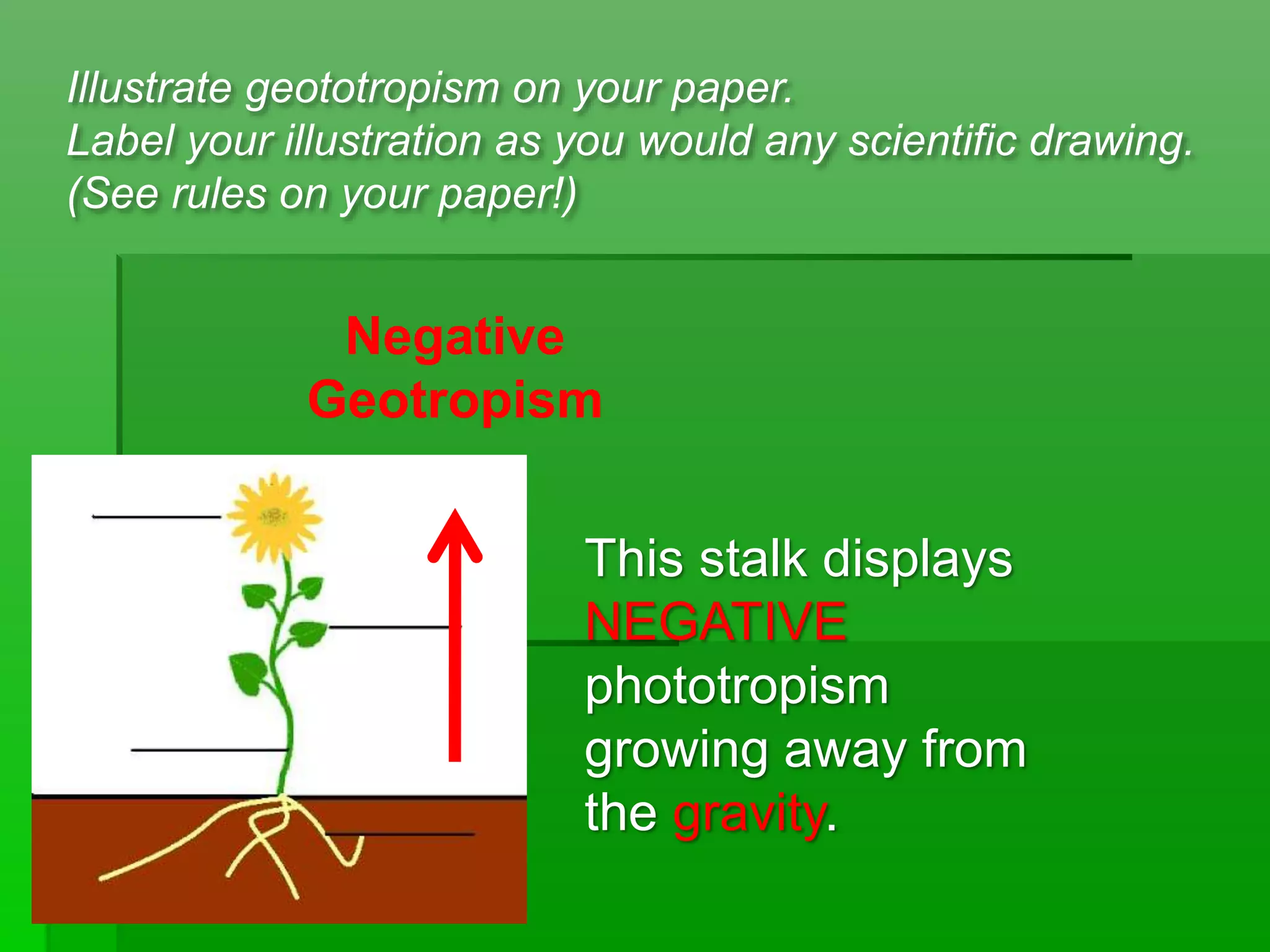 Negative
Geotropism
Illustrate geototropism on your paper.
Label your illustration as you would any scientific drawing.
(See rules on your paper!)
This stalk displays
NEGATIVE
phototropism
growing away from
the gravity.
 
