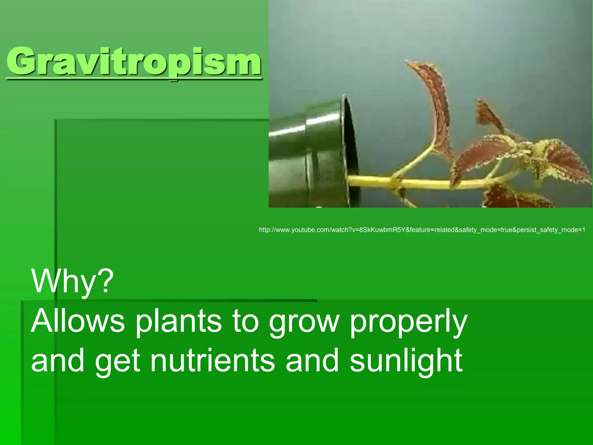 Gravitropism
http://www.youtube.com/watch?v=8SkKuwbmR5Y&feature=related&safety_mode=true&persist_safety_mode=1
Why?
Allows plants to grow properly
and get nutrients and sunlight
 