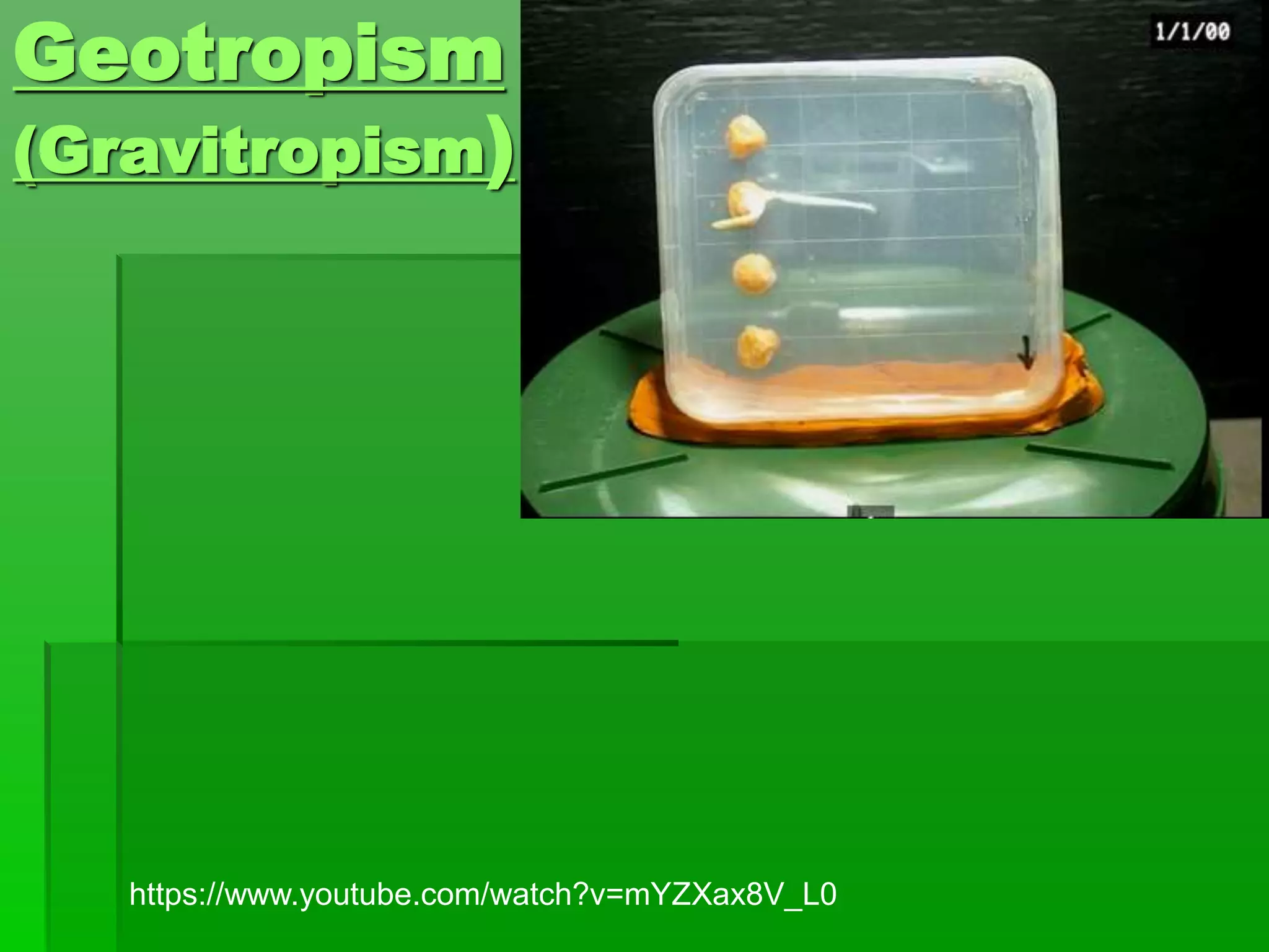 Geotropism
(Gravitropism)
https://www.youtube.com/watch?v=mYZXax8V_L0
 