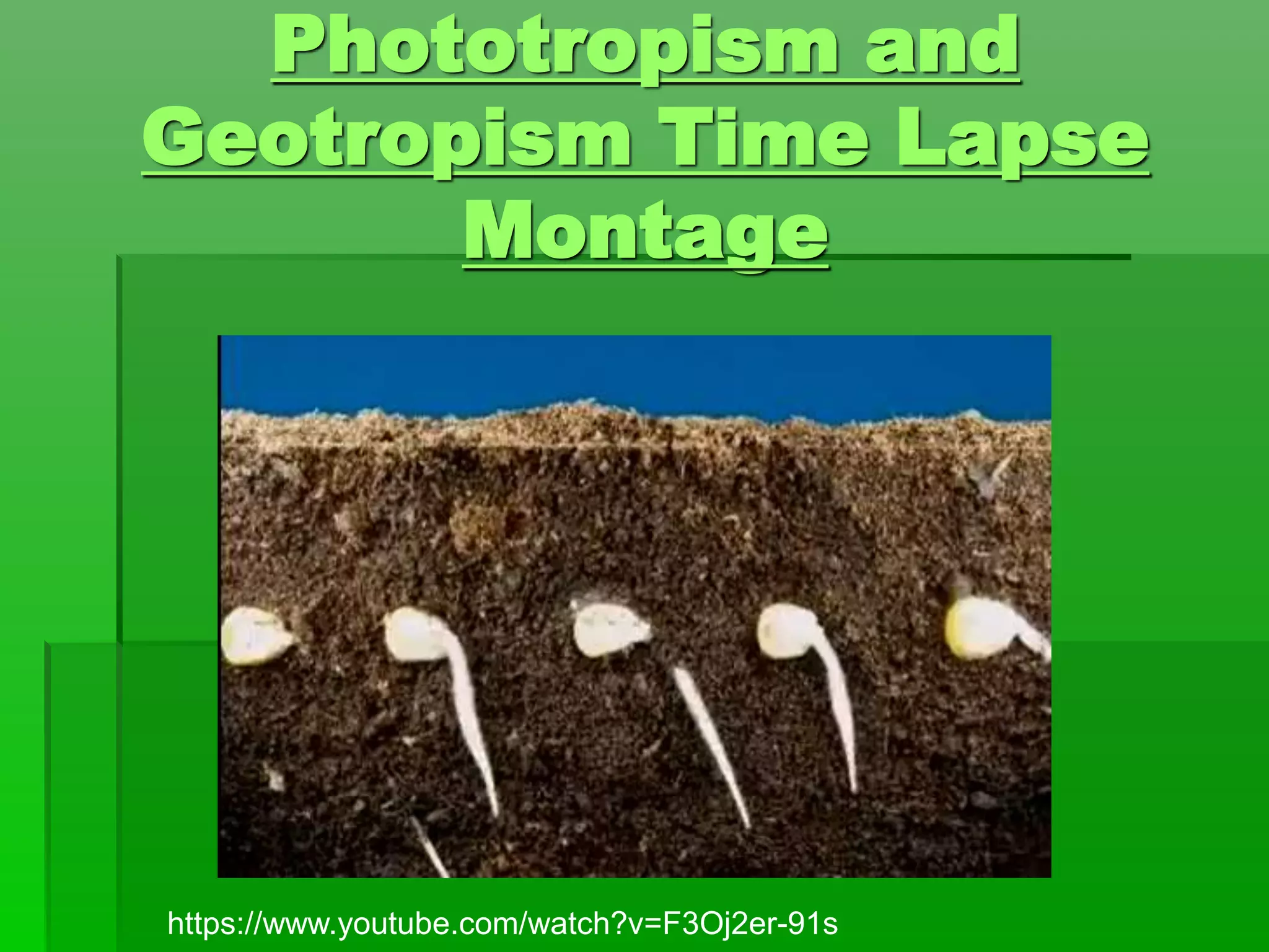 Phototropism and
Geotropism Time Lapse
Montage
https://www.youtube.com/watch?v=F3Oj2er-91s
 