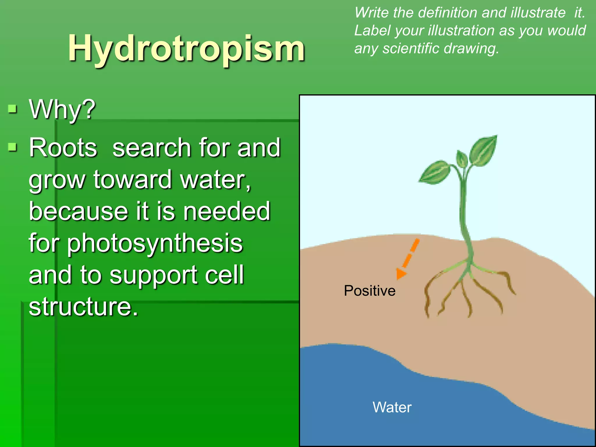Hydrotropism
 Why?
 Roots search for and
grow toward water,
because it is needed
for photosynthesis
and to support cell
structure.
Positive
Water
Write the definition and illustrate it.
Label your illustration as you would
any scientific drawing.
 