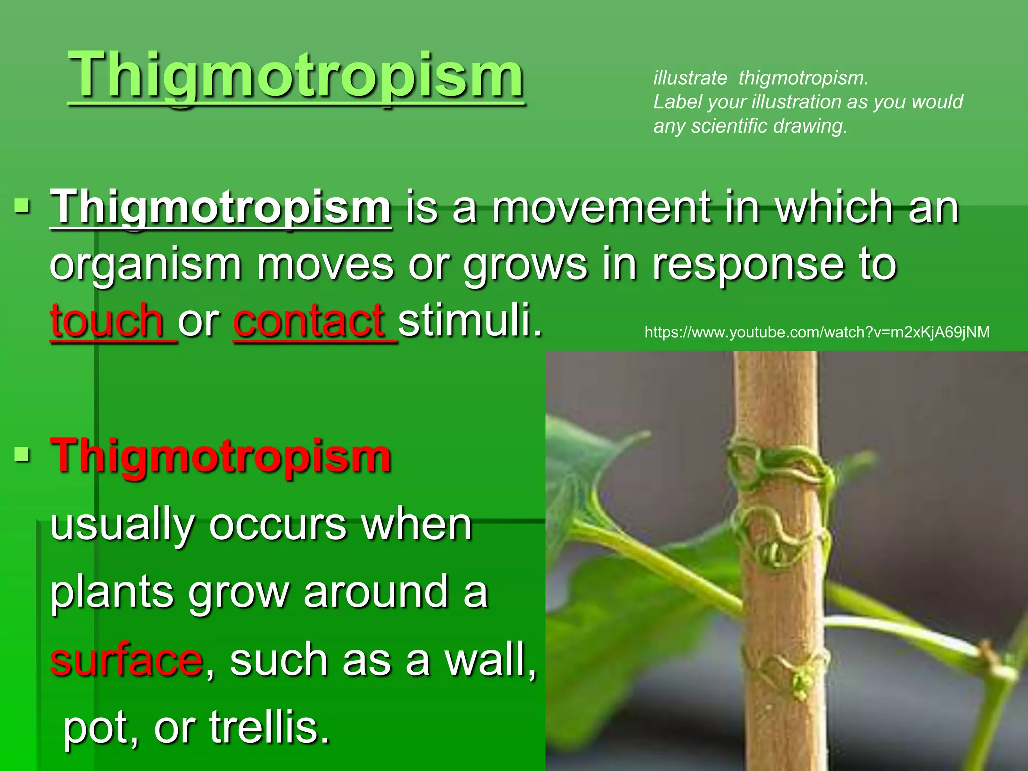 Thigmotropism
 Thigmotropism is a movement in which an
organism moves or grows in response to
touch or contact stimuli.
 Thigmotropism
usually occurs when
plants grow around a
surface, such as a wall,
pot, or trellis.
illustrate thigmotropism.
Label your illustration as you would
any scientific drawing.
https://www.youtube.com/watch?v=m2xKjA69jNM
 