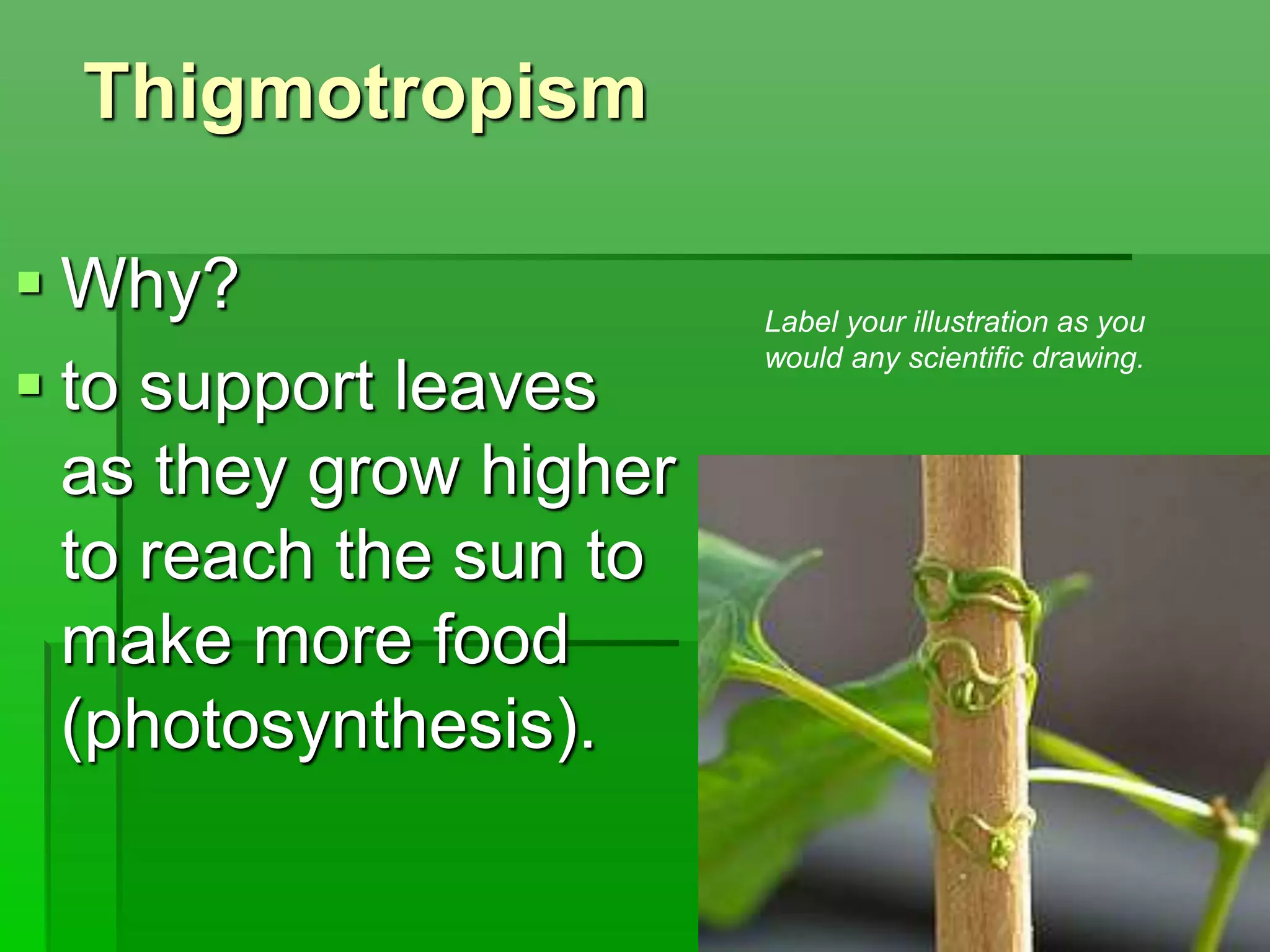 Thigmotropism
 Why?
 to support leaves
as they grow higher
to reach the sun to
make more food
(photosynthesis).
Label your illustration as you
would any scientific drawing.
 