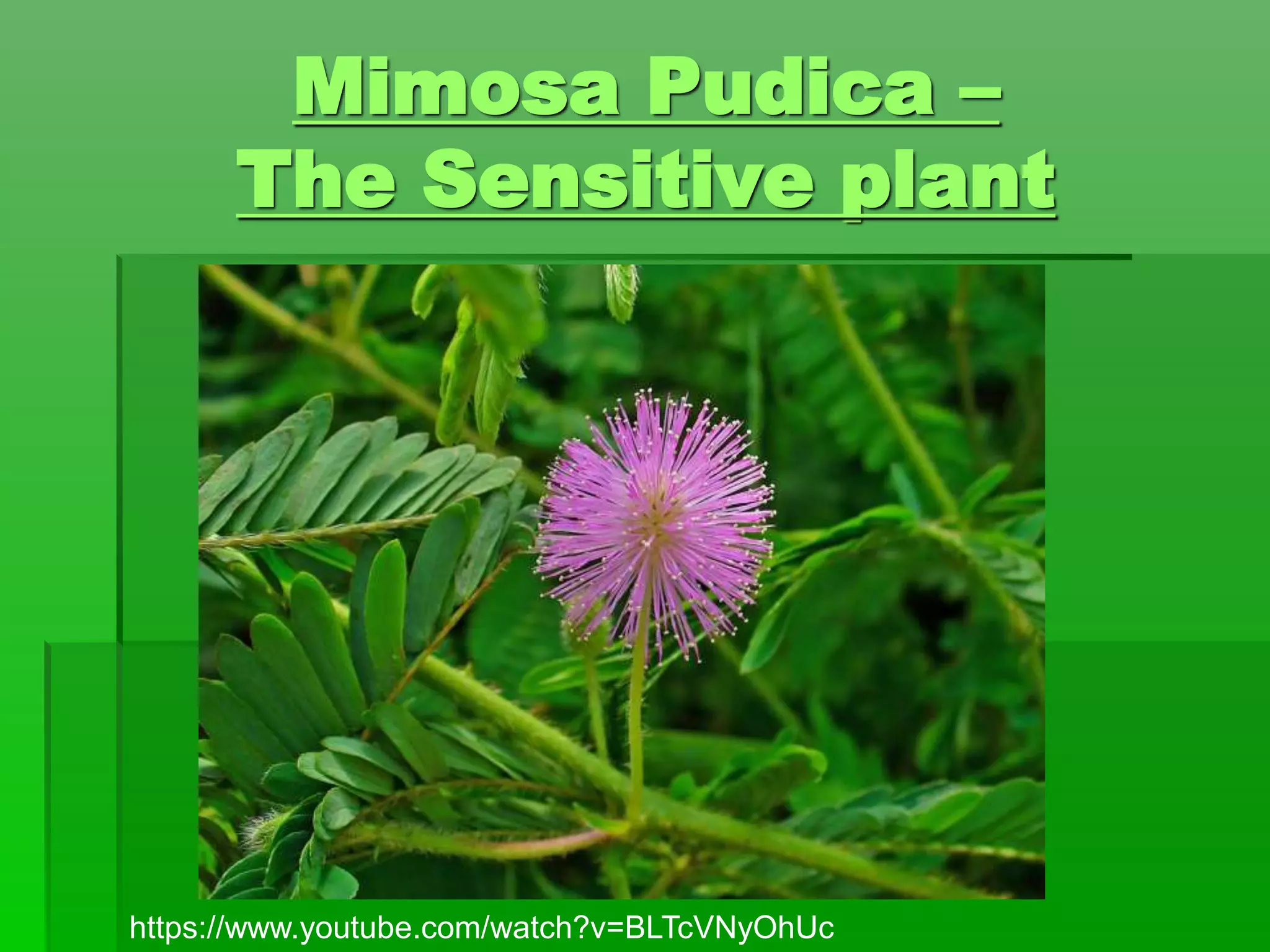 Mimosa Pudica –
The Sensitive plant
https://www.youtube.com/watch?v=BLTcVNyOhUc
 