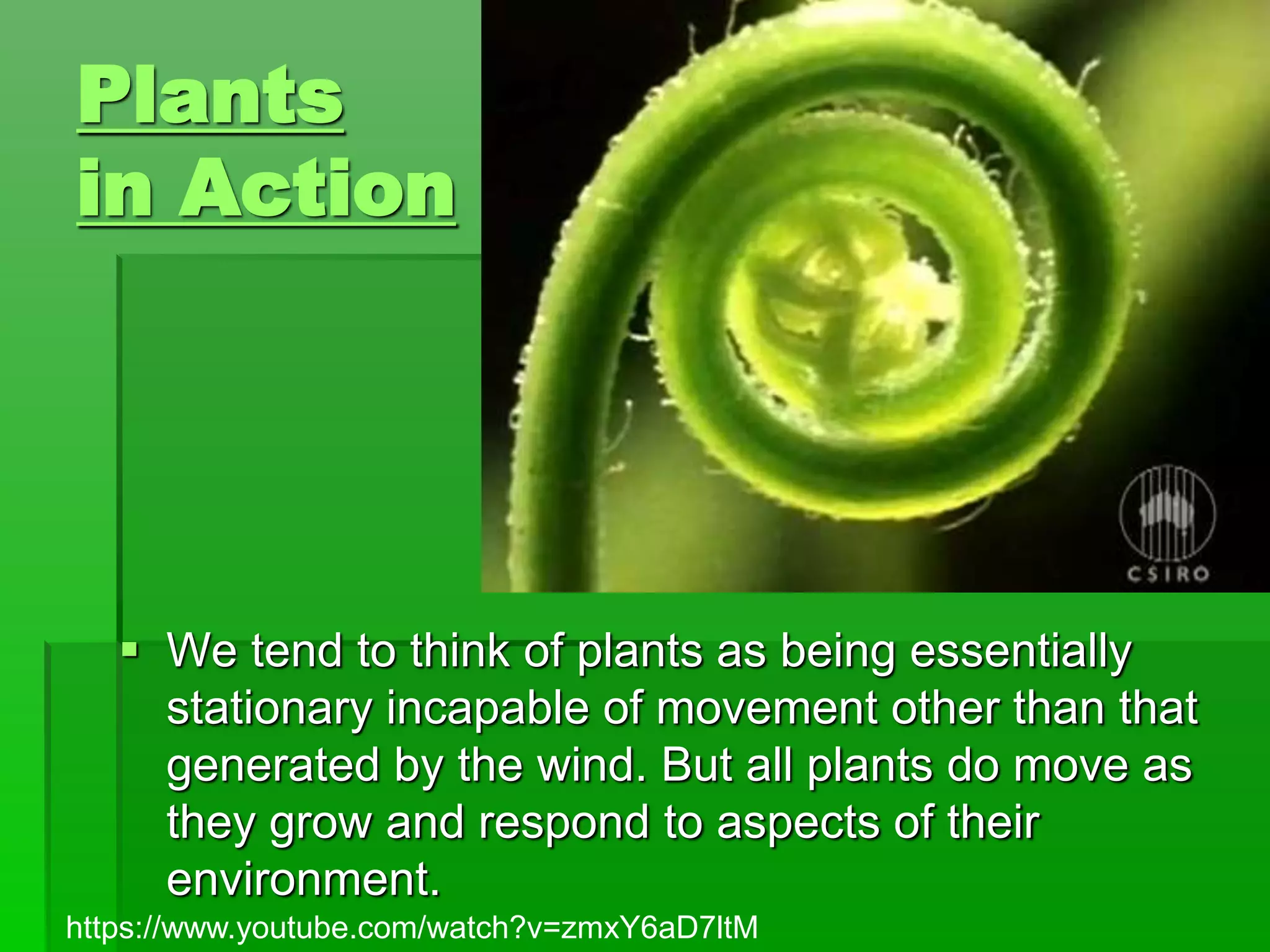 Plants
in Action
 We tend to think of plants as being essentially
stationary incapable of movement other than that
generated by the wind. But all plants do move as
they grow and respond to aspects of their
environment.
https://www.youtube.com/watch?v=zmxY6aD7ltM
 