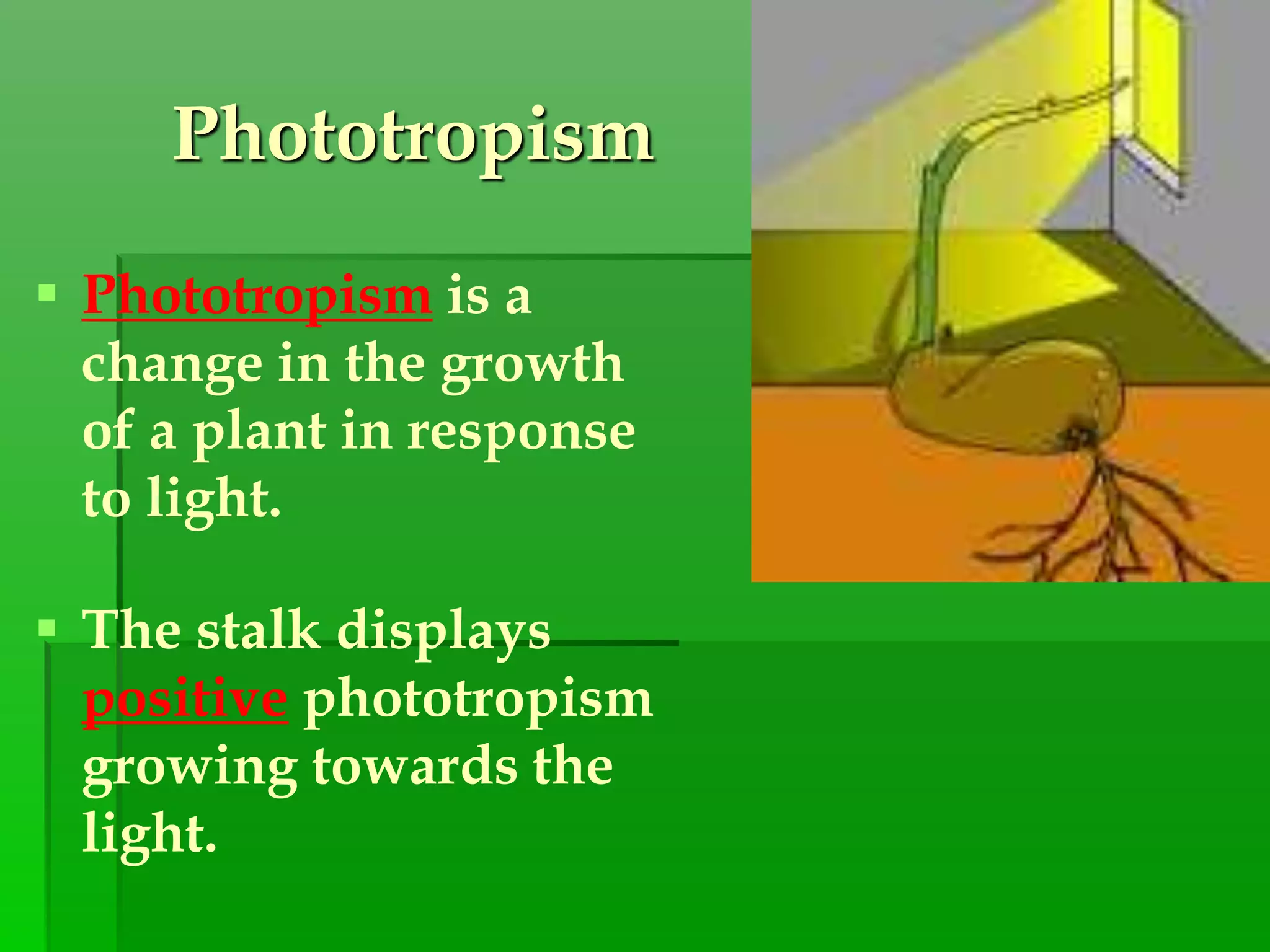 Phototropism
 Phototropism is a
change in the growth
of a plant in response
to light.
 The stalk displays
positive phototropism
growing towards the
light.
 