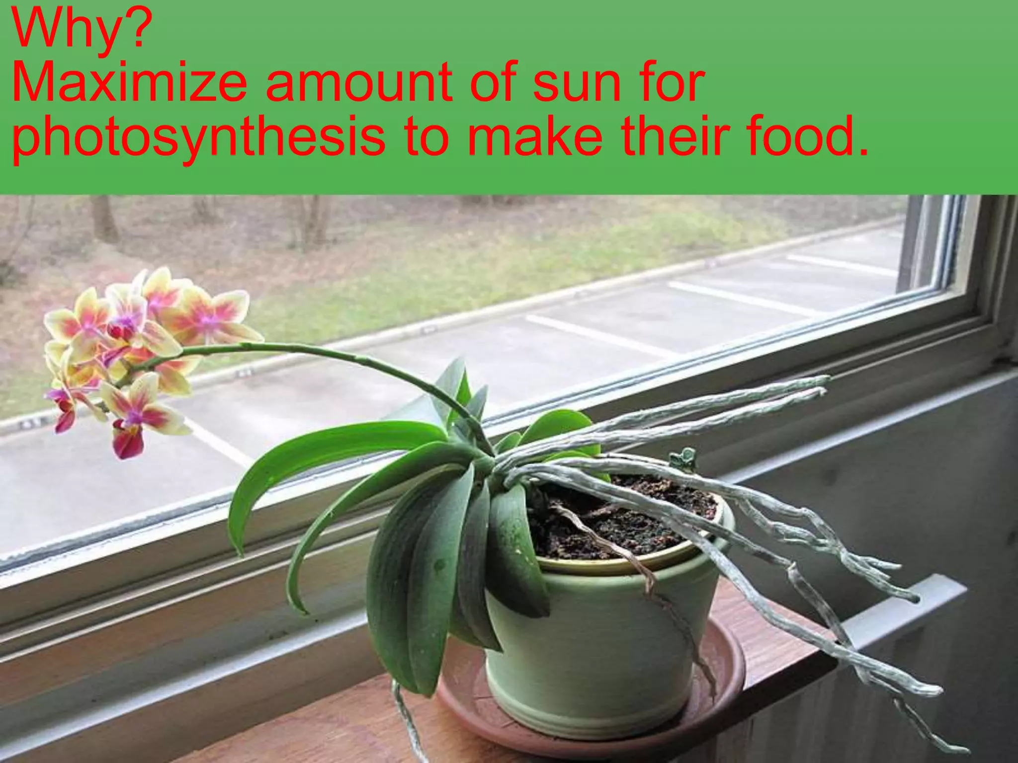 Why?
Maximize amount of sun for
photosynthesis to make their food.
 