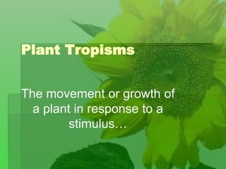 Plant Tropisms
The movement or growth of
a plant in response to a
stimulus…
 
